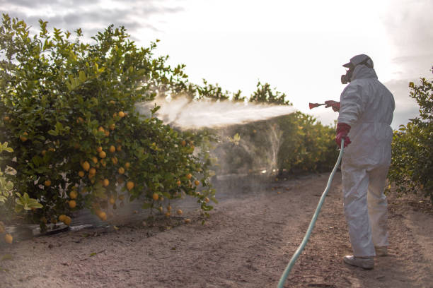 Best Ant Control Services  in Oak Grove Heights, AR